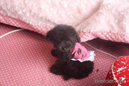 成約済の奈良県のトイプードル-141129の4枚目