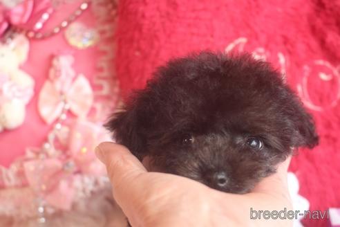 成約済の奈良県のトイプードル-141129の3枚目