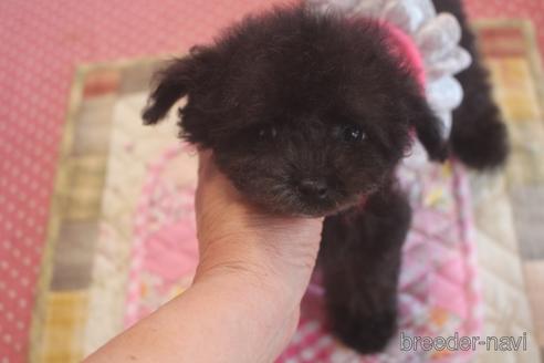 成約済の奈良県のトイプードル-141129の2枚目