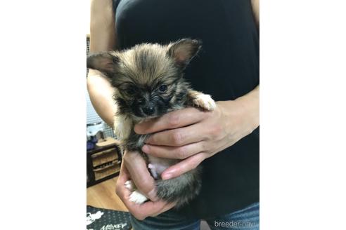 成約済の北海道のミックス犬-141149の1枚目