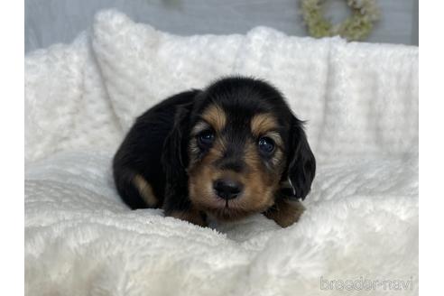 成約済の京都府のミニチュアダックスフンド(ロングヘアード)-141189の2枚目