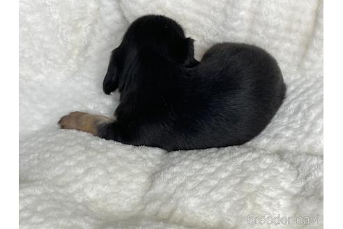 成約済の京都府のミニチュアダックスフンド(ロングヘアード)-141189の4枚目