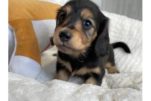 成約済の京都府のミニチュアダックスフンド(ロングヘアード)-141189の1枚目