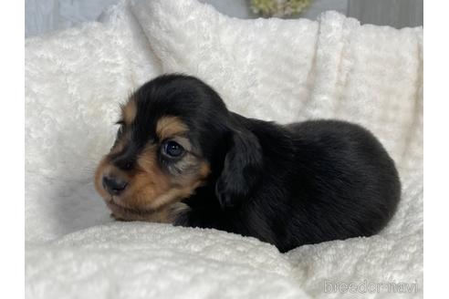 成約済の京都府のミニチュアダックスフンド(ロングヘアード)-141189の5枚目