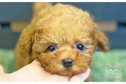 成約済の愛知県のトイプードル-141191の2枚目