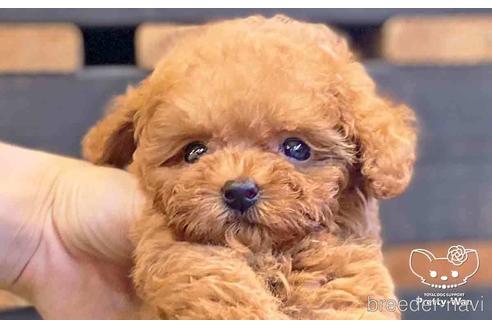 成約済の愛知県のトイプードル-141191の1枚目