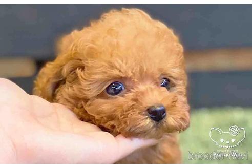 成約済の愛知県のトイプードル-141191の3枚目