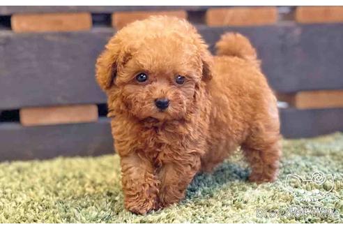 成約済の愛知県のトイプードル-141191の5枚目