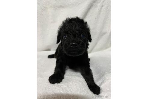 ブラック 黒 のトイプードルの子犬を探す ブリーダーナビ ブラック 黒 のトイプードルの子犬を探す ブリーダーナビ
