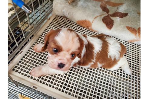 成約済の愛知県のキャバリアキングチャールズスパニエル-141251の1枚目