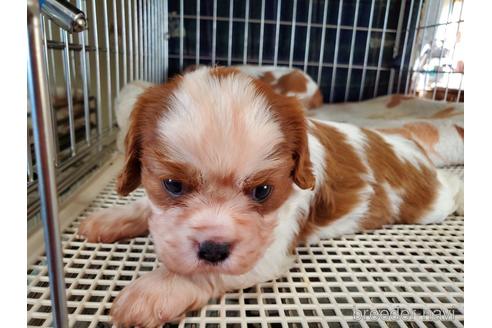成約済の愛知県のキャバリアキングチャールズスパニエル-141251の7枚目