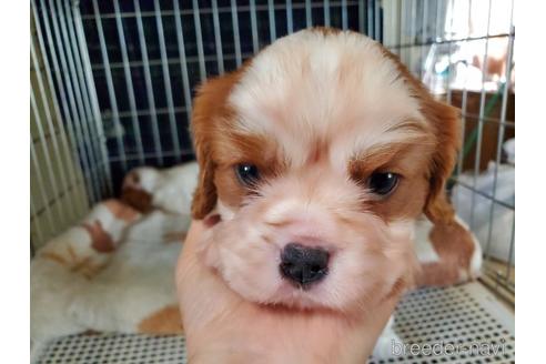 成約済の愛知県のキャバリアキングチャールズスパニエル-141251の6枚目