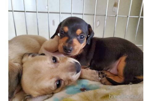 成約済の愛知県のミニチュアダックスフンド(スムースヘアード)-141264の1枚目