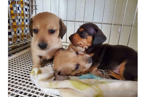 成約済の愛知県のミニチュアダックスフンド(スムースヘアード)-141264の3枚目