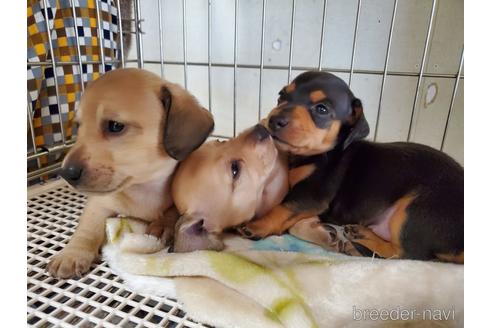 成約済の愛知県のミニチュアダックスフンド(スムースヘアード)-141264の2枚目