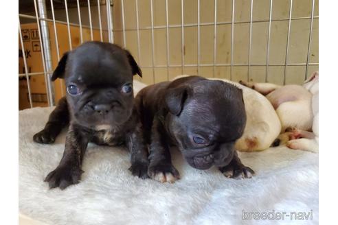 成約済の愛知県のフレンチブルドッグ-141273の7枚目