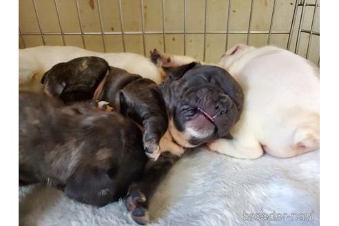 成約済の愛知県のフレンチブルドッグ-141273の5枚目