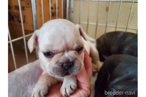 成約済の愛知県のフレンチブルドッグ-141275の6枚目