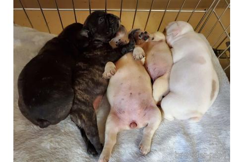 成約済の愛知県のフレンチブルドッグ-141275の5枚目