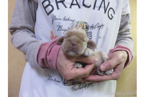 成約済の愛知県のアメリカンコッカースパニエル-141277の19枚目
