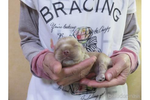 成約済の愛知県のアメリカンコッカースパニエル-141278の13枚目