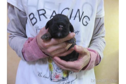 成約済の愛知県のアメリカンコッカースパニエル-141279の14枚目