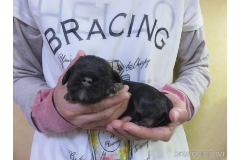 成約済の愛知県のアメリカンコッカースパニエル-141279の13枚目