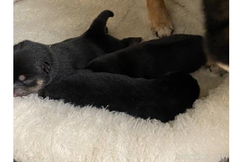 成約済の岡山県の豆柴-141294