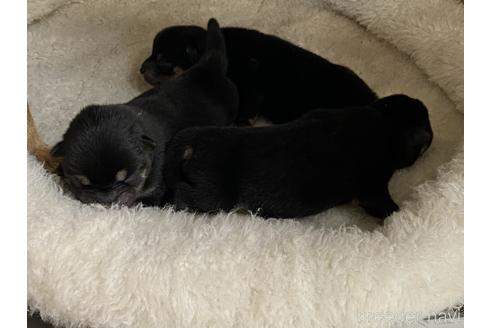 成約済の岡山県の豆柴-141294の2枚目