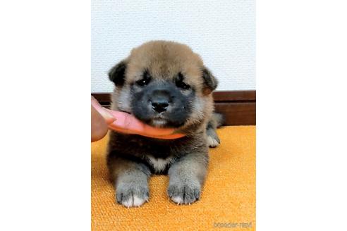 成約済の三重県の柴犬-141304の1枚目