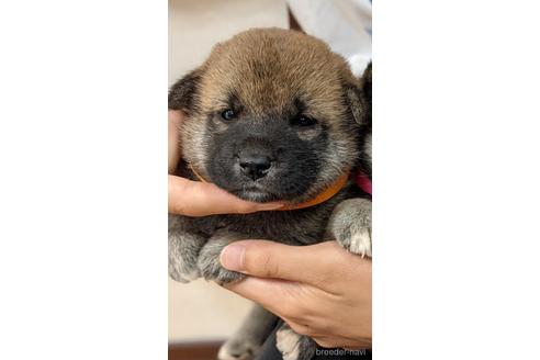 成約済の三重県の柴犬-141304の3枚目