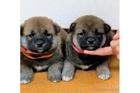 成約済の三重県の柴犬-141304の4枚目