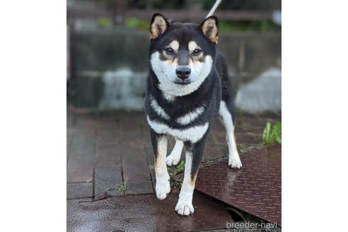 成約済の三重県の柴犬-141304の2枚目