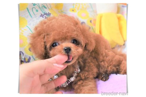 成約済の長崎県のティーカッププードル-141320の1枚目