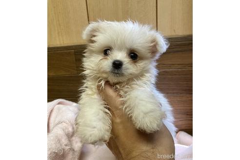 成約済の埼玉県のマルプー:マルチーズ×トイプードル-137114