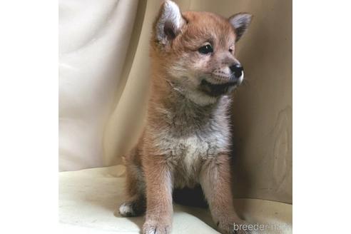 成約済の茨城県のミックス犬-137453の28枚目