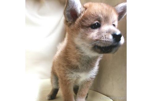 成約済の茨城県のミックス犬-137453の26枚目