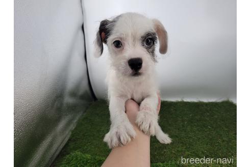 ホワイト ブラックのミックス犬の子犬を探す ブリーダーナビ ホワイト ブラックのミックス犬の子犬を探す ブリーダーナビ