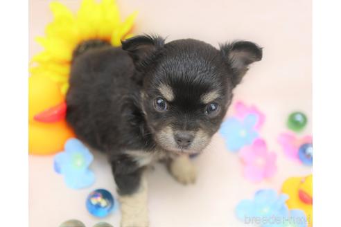 成約済の千葉県のチワワ(ロングコート)-141480の1枚目