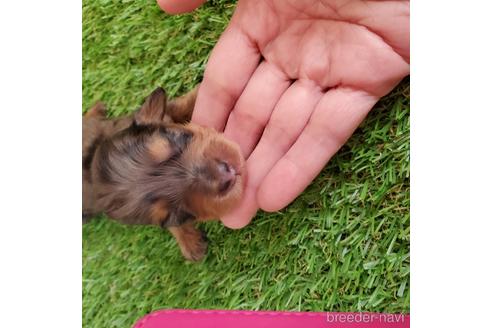 成約済の広島県のミニチュアダックスフンド(ロングヘアード)-140348の11枚目