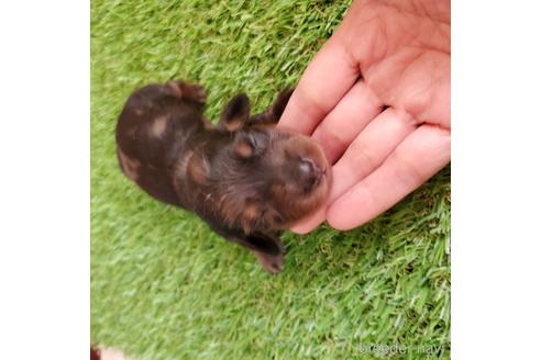 成約済の広島県のミニチュアダックスフンド(ロングヘアード)-140352の18枚目