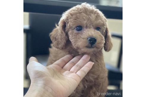 成約済の山口県のマルプー:マルチーズ×トイプードル-141489の1枚目