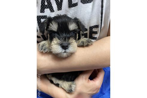 成約済の静岡県のミニチュアシュナウザー-139216