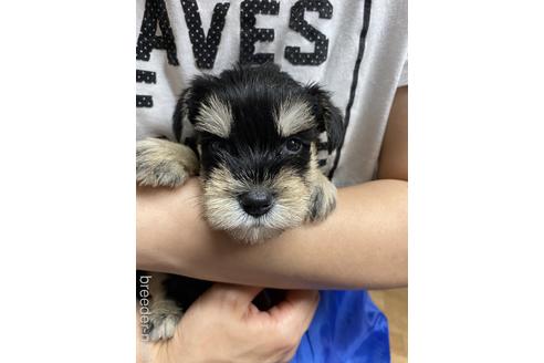 成約済の静岡県のミニチュアシュナウザー-139217