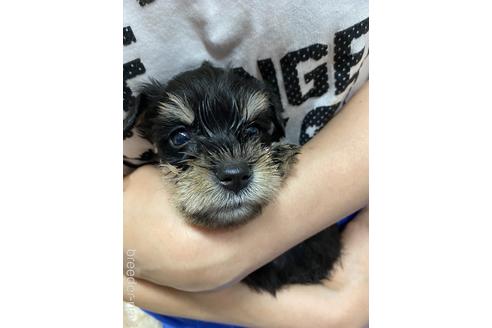 成約済の静岡県のミニチュアシュナウザー-139214の3枚目