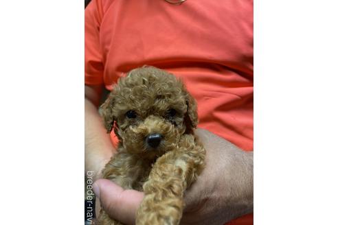 成約済の静岡県のタイニープードル-139208の1枚目