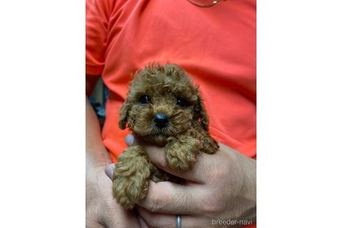 成約済の静岡県のトイプードル-139209の1枚目