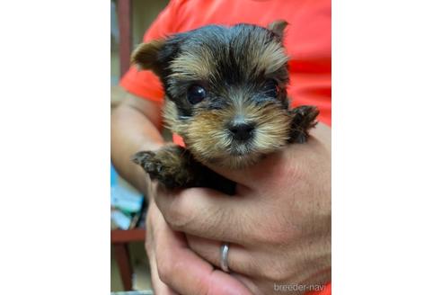 成約済の静岡県のヨークシャーテリア-139189の3枚目