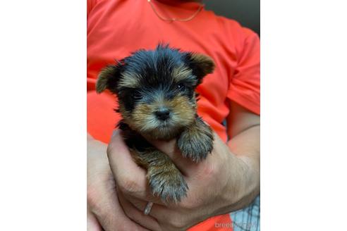 成約済の静岡県のヨークシャーテリア-139187の2枚目