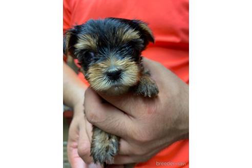 成約済の静岡県のヨークシャーテリア-139186